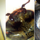 Image for article titled Stick-On Lenses Turn Your Phone Camera Into a Microscope